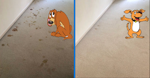 We take care of pet stains.